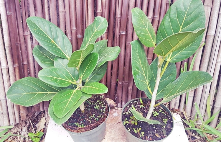 다른 크기의 뱅갈 고무나무