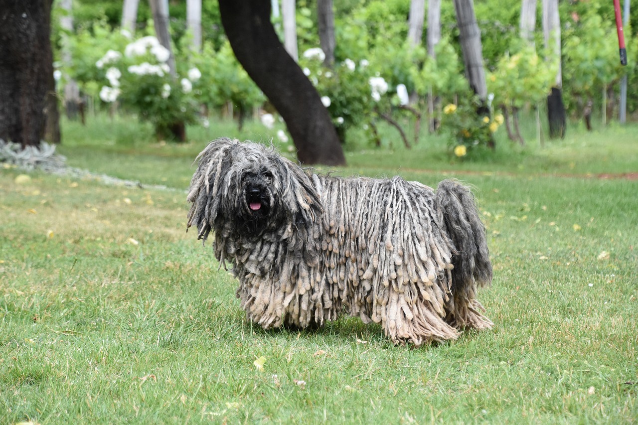 풀리(Puli)