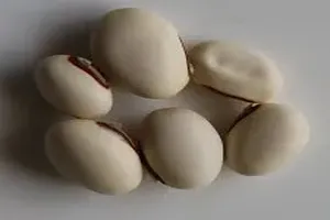 작두콩