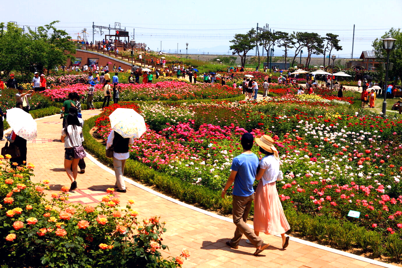 곡성세계장미축제