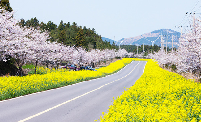 녹산로 벚꽃 유채길1