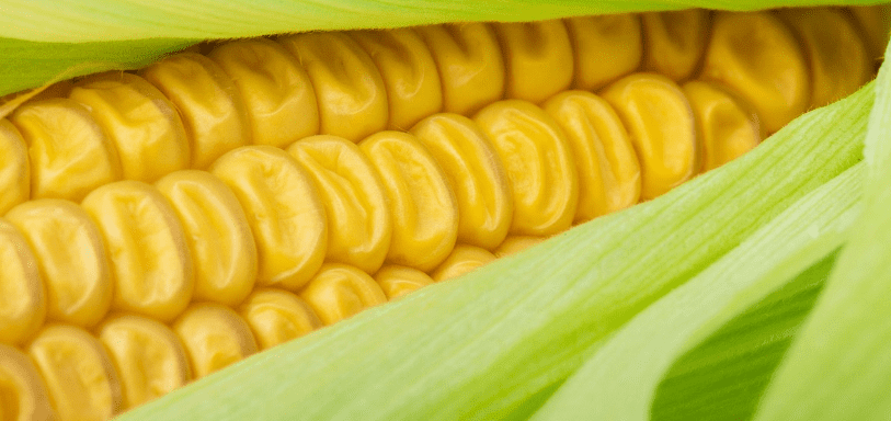 레시틴이 많은 음식 사진4