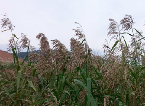 가을에 피는 꽃 종류 갈대-갈대