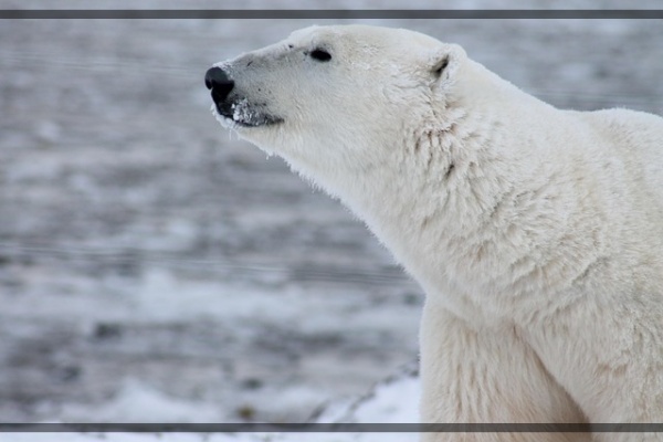 지구가 아파요. 1 북극곰과 기후변화 멸종 위기