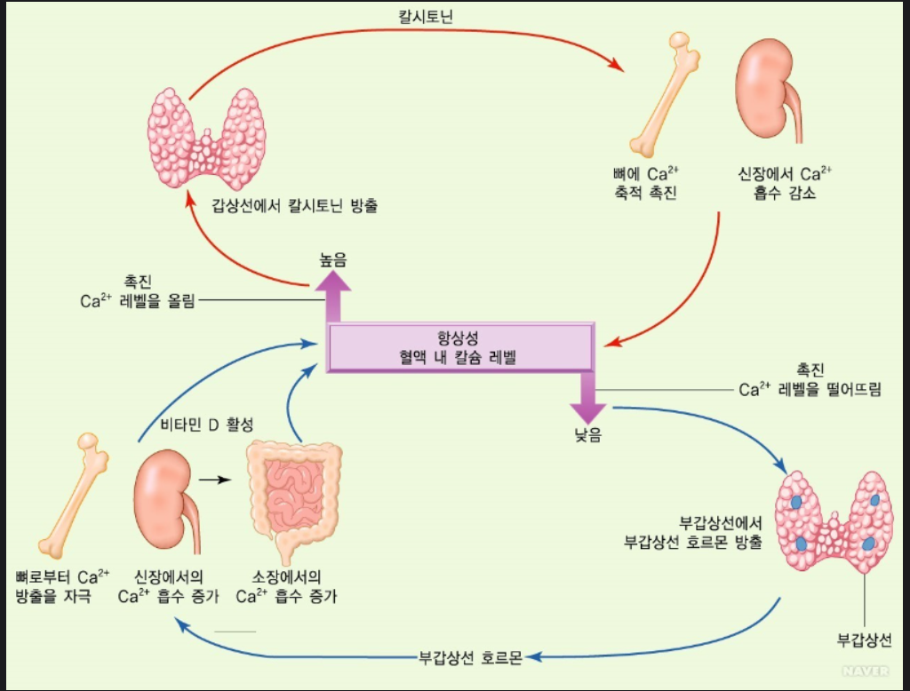 부갑상선 호르몬기전