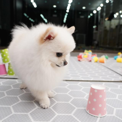 종이컵을 바라보고 있는 나의 강아지 구름이