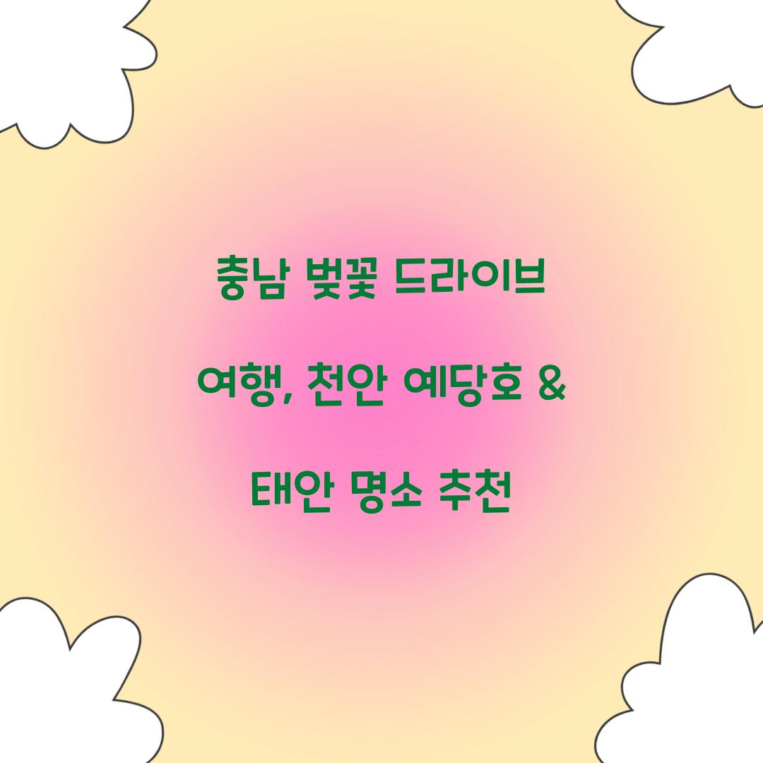충남 벚꽃 드라이브