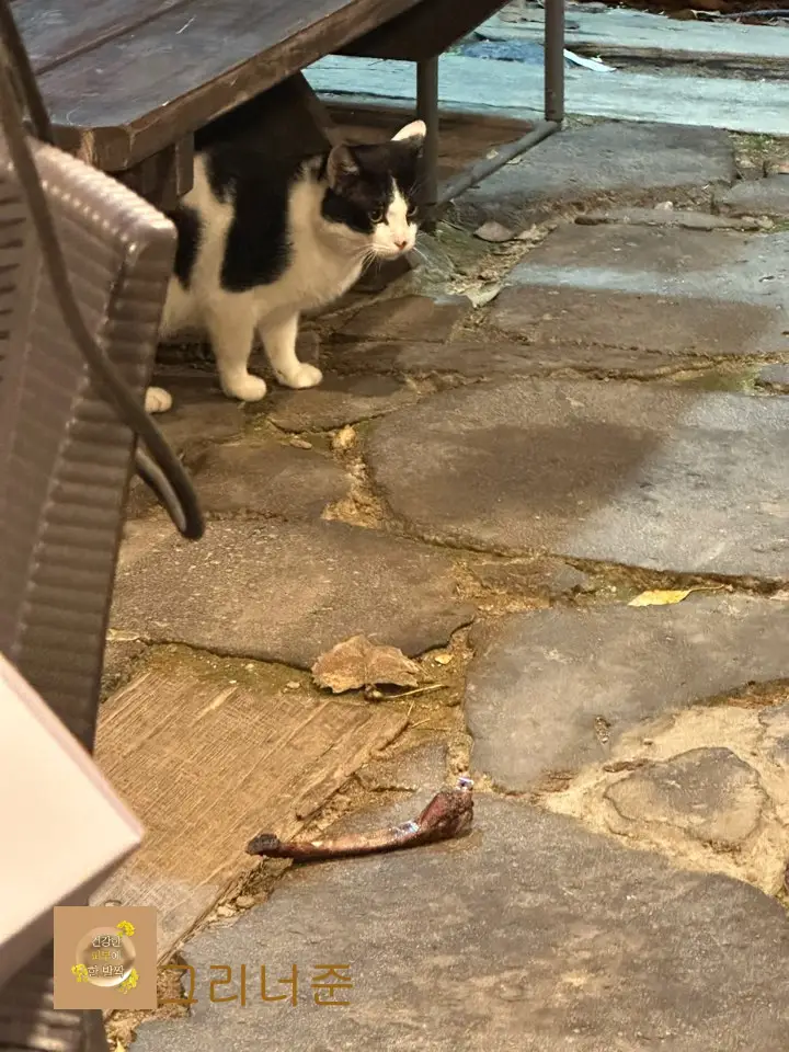 길-고양이-고기-먹이