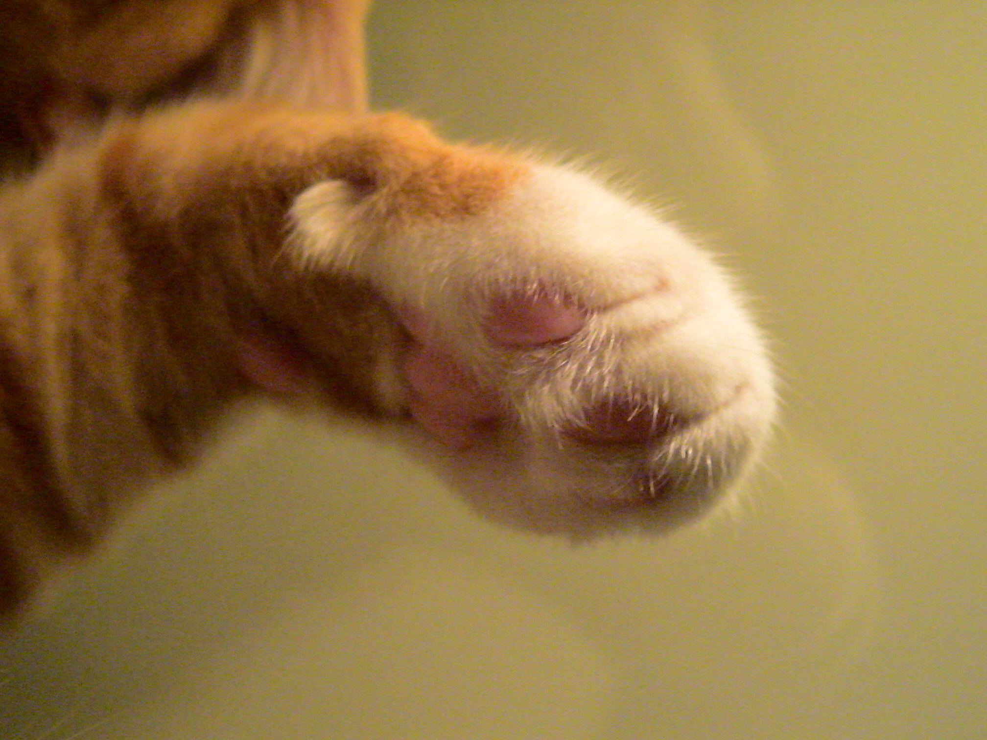 고양이 발바닥 사진