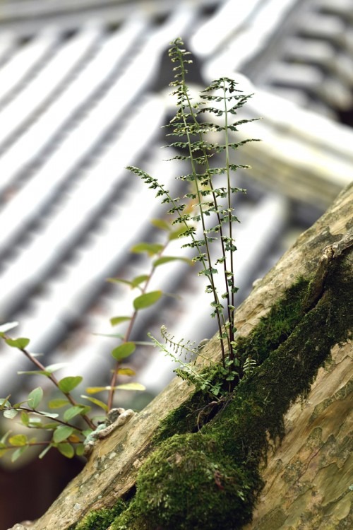 담양 소쇄원 입장료·운영시간·주변 관광 정보