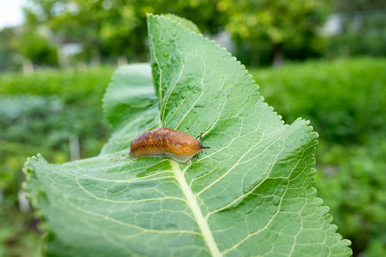 집없는 달팽이 퇴치법