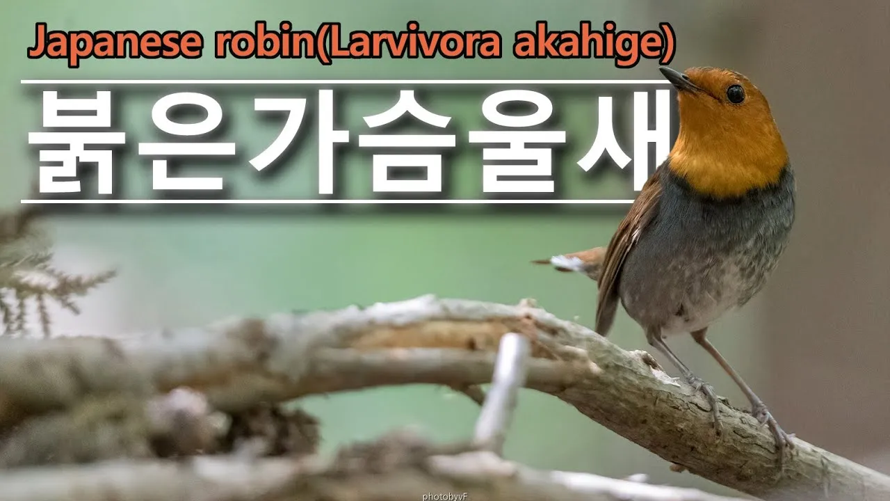 붉은가슴울새 영국 겨울 새 특징 매력 이미지_6