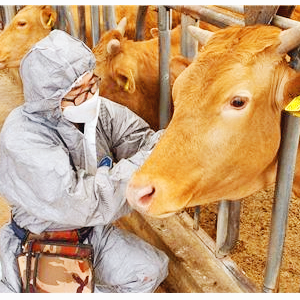 구제역 관련주 백신 대장주 테마주 TOP5