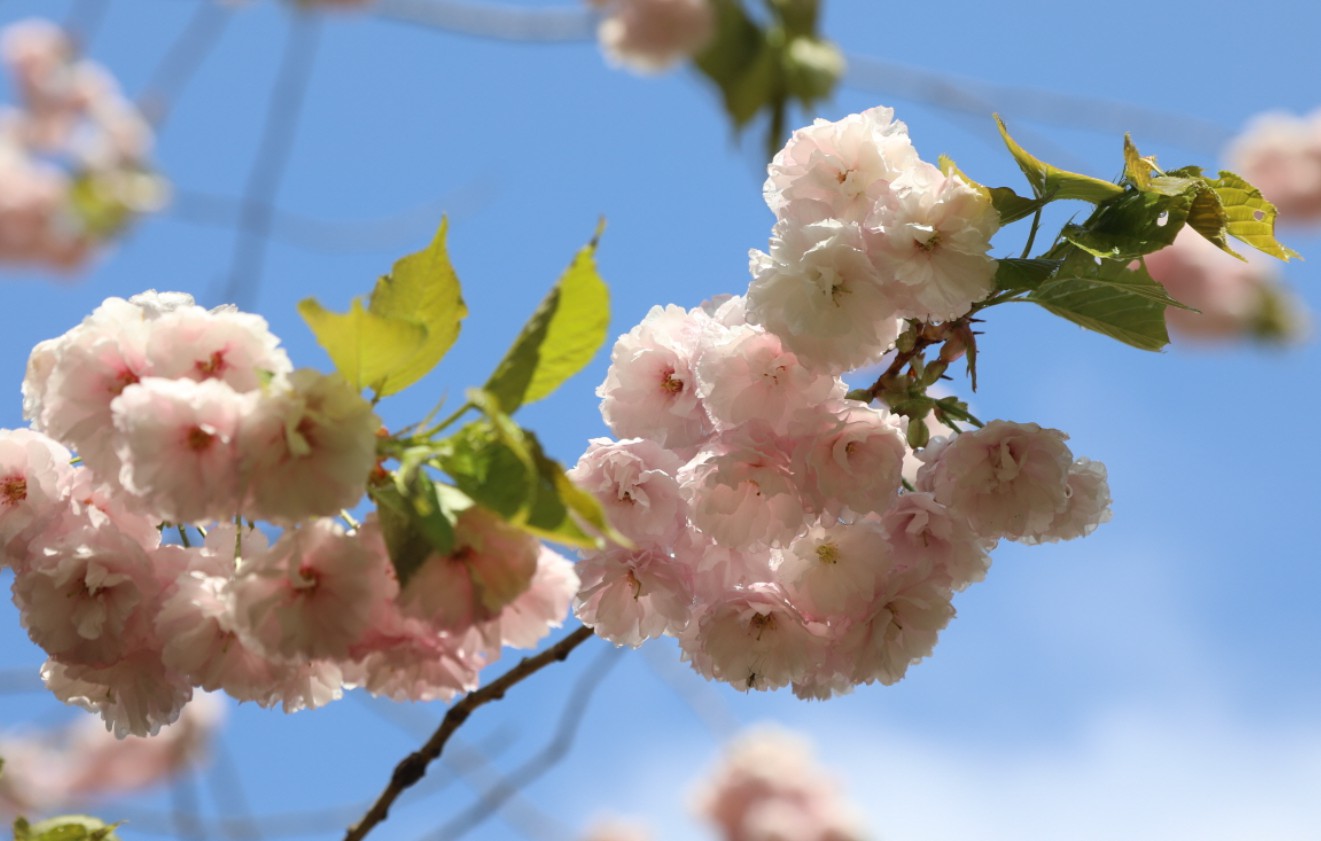 천리포수목원 봄축제