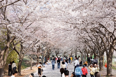 고창군 벚꽃축제