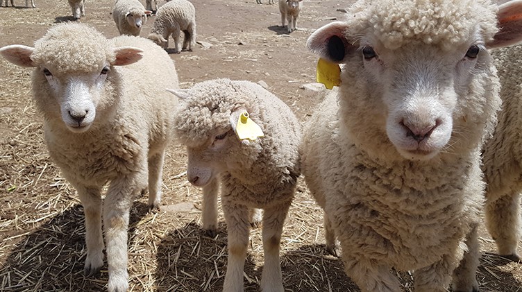 무등산 양떼 목장(4)