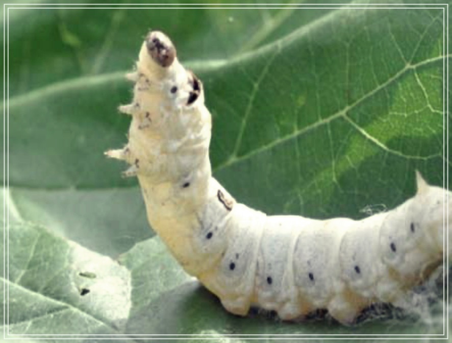 번데기의 놀라운 효능 3가지