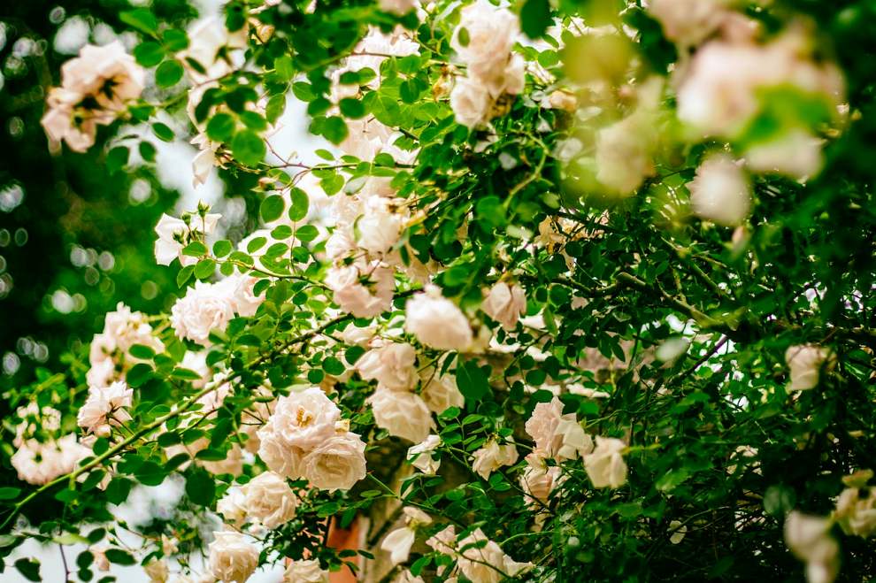 서울장미축제 기본정보