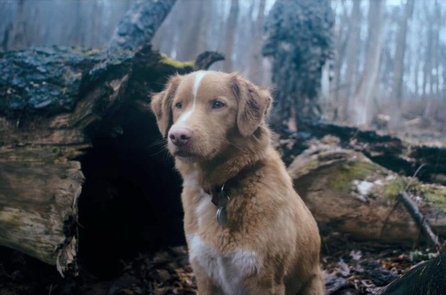 강아지 나오는 영화 추천 굿보이 다시보기 줄거리, 결말, 해석, 리뷰 및 후기