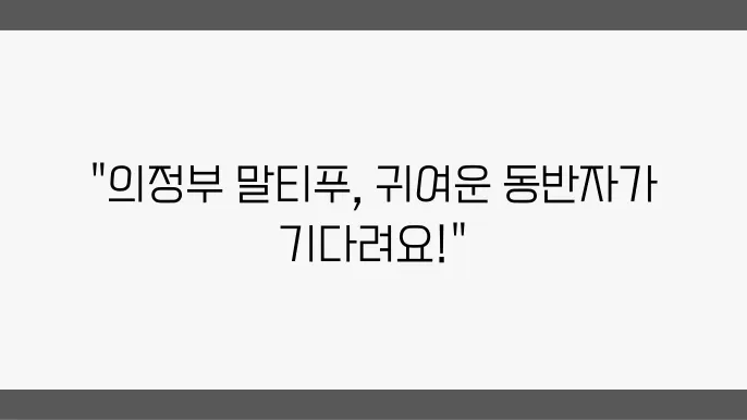 말티푸의 건강 관리