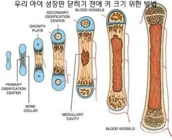 성장판 닫혀도 키 클 수 있는 방법과 성장 호르몬 시기_15