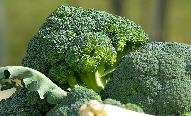 위염에 좋은 음식 베스트 브로콜리