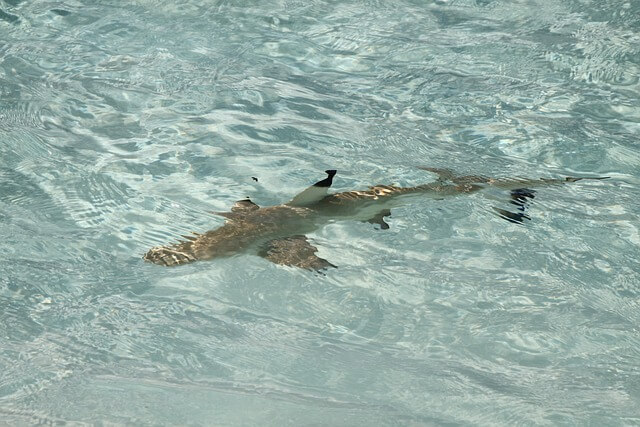 몰디브 7월 여행_날씨&amp;#44; 옷차림&amp;#44; 축제 정보 한눈에!