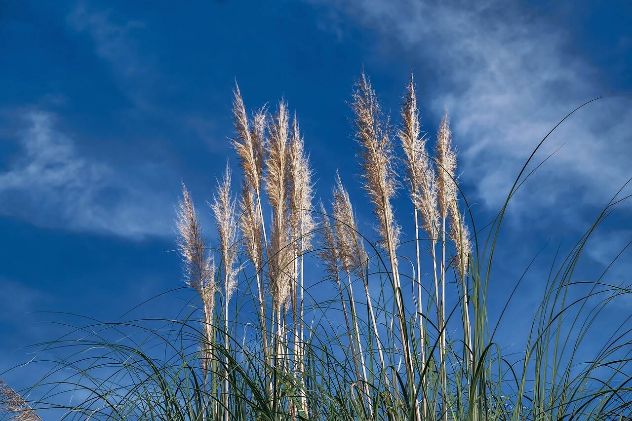 순천만 갈대축제