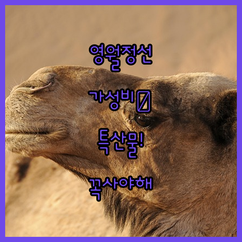 강원도 영월 정선 가성비 호텔 숙박 ..