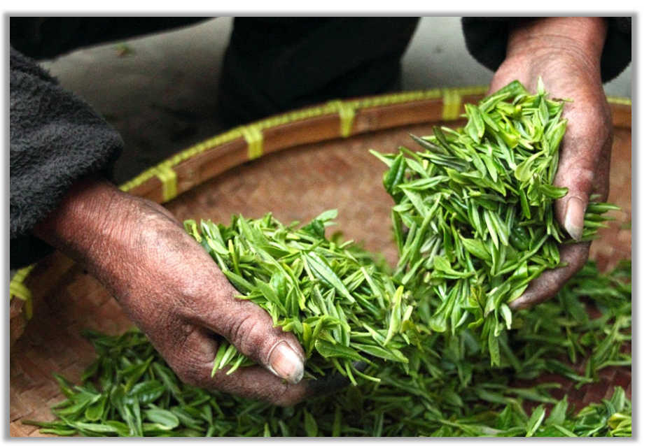 더덕 수확 보관 판매