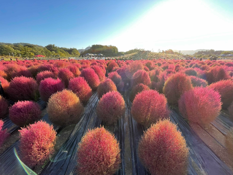 양주 나리농원 꽃 축제