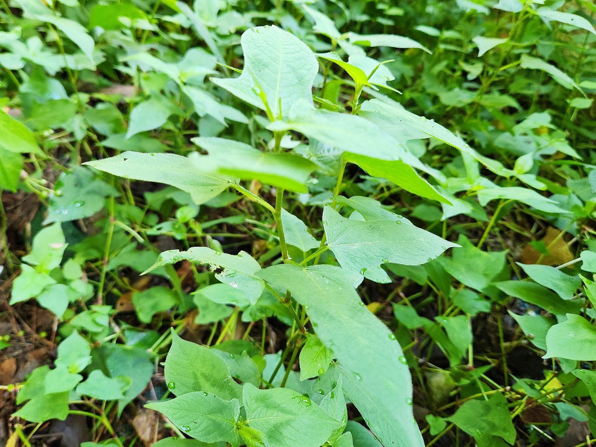 고마리