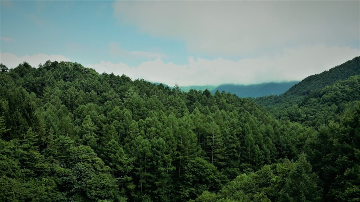 산에-나무가-없으면-동요를-소개합니다.