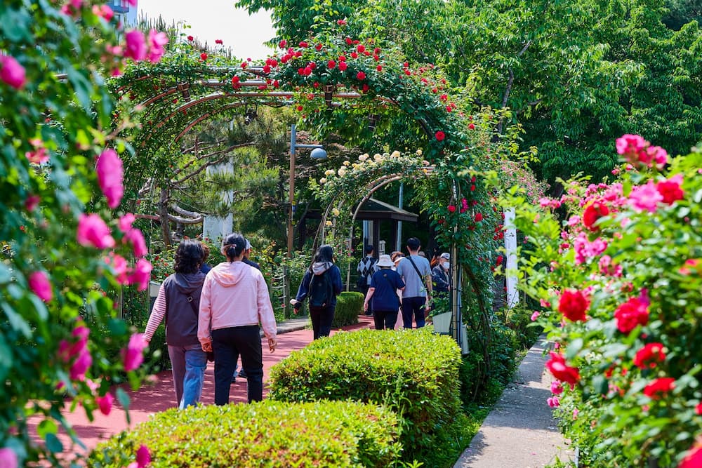 중랑천 장미터널 포토존 모습