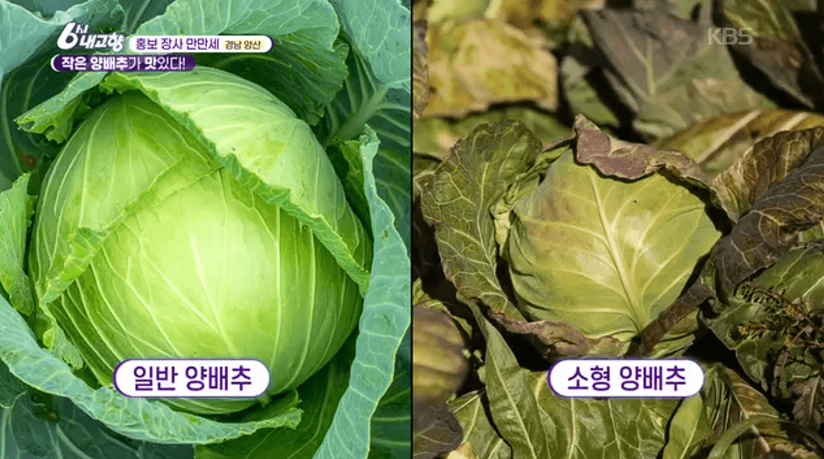 [6시내고향] 경남 양산 소형 양배추 명촌농원 스마트스토어 택배 판매처 정보를 설명하는 이미지