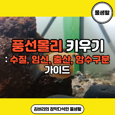 풍선몰리 키우기