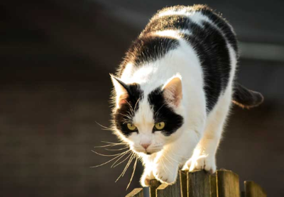 고양이 꼬리 이미지