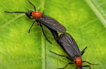 러브버그 퇴치 및 예방법