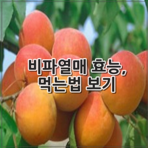 비파열매 효능, 먹는법 보기