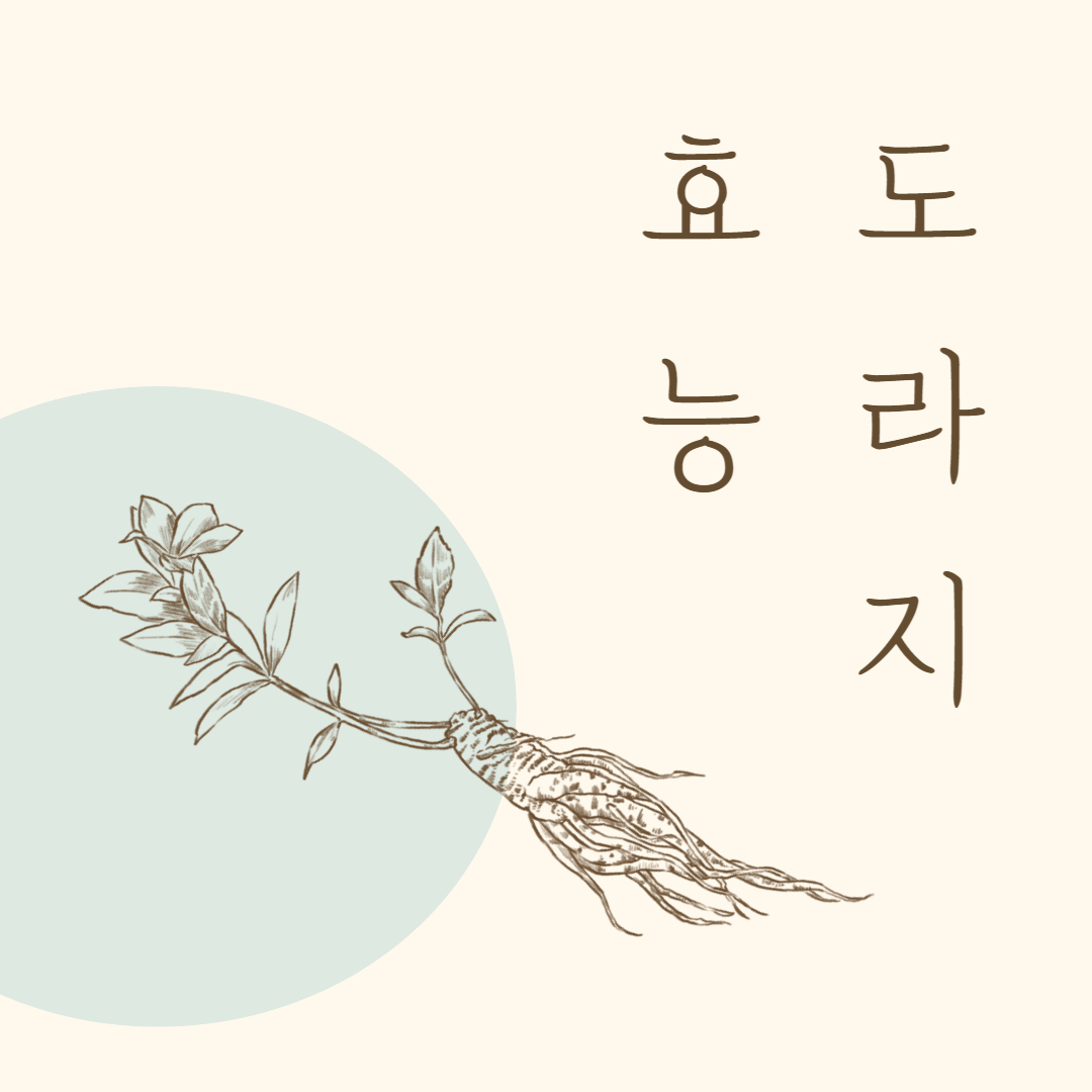 도라지 효능 부작용 주의사항 도움