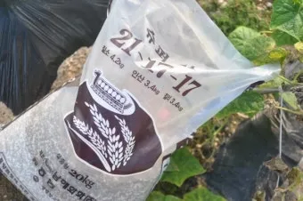 김장배추 웃거름비료 주는시기와 방법을 안내_24