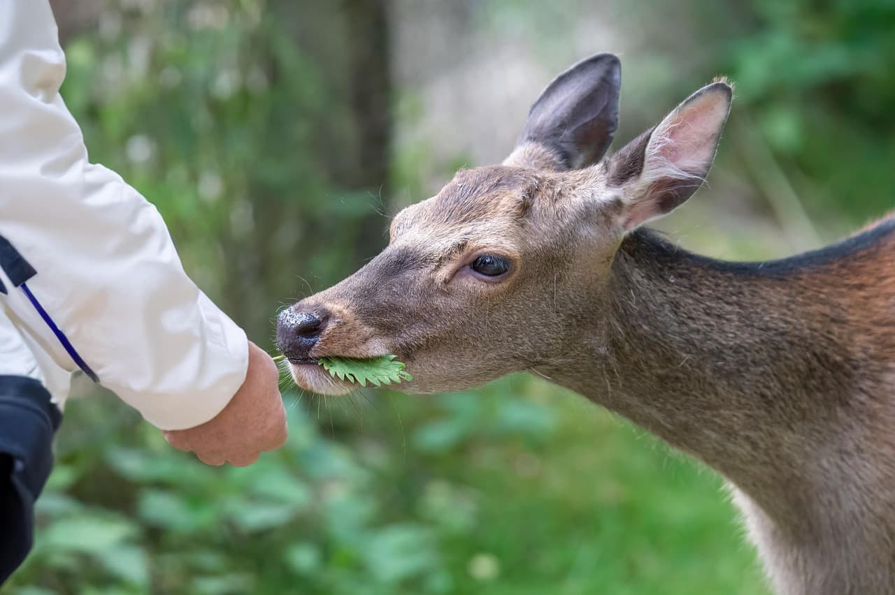 반려동물과 인간의 감정 동기화
