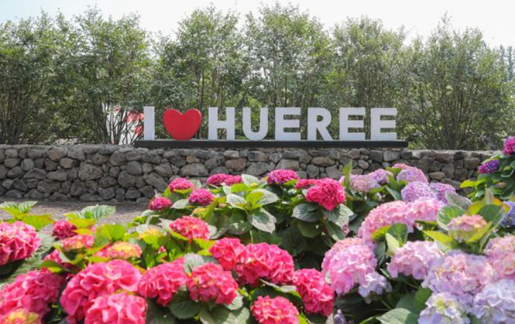 2024 제주도 수국축제 예매 및 입장료 할인 안내