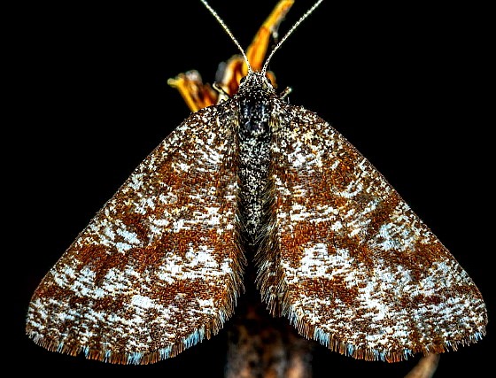 어두운 색상을 가진 나방 모습