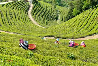 보성 녹차밭 대한다원 입장료 주차 코스 정보 총정리_3