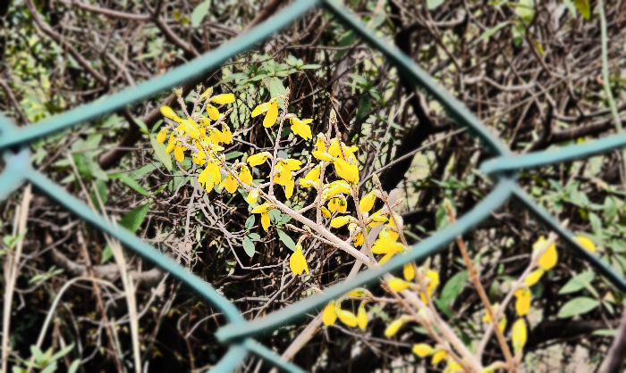 철조망뒤에 핀 개나리 꽃