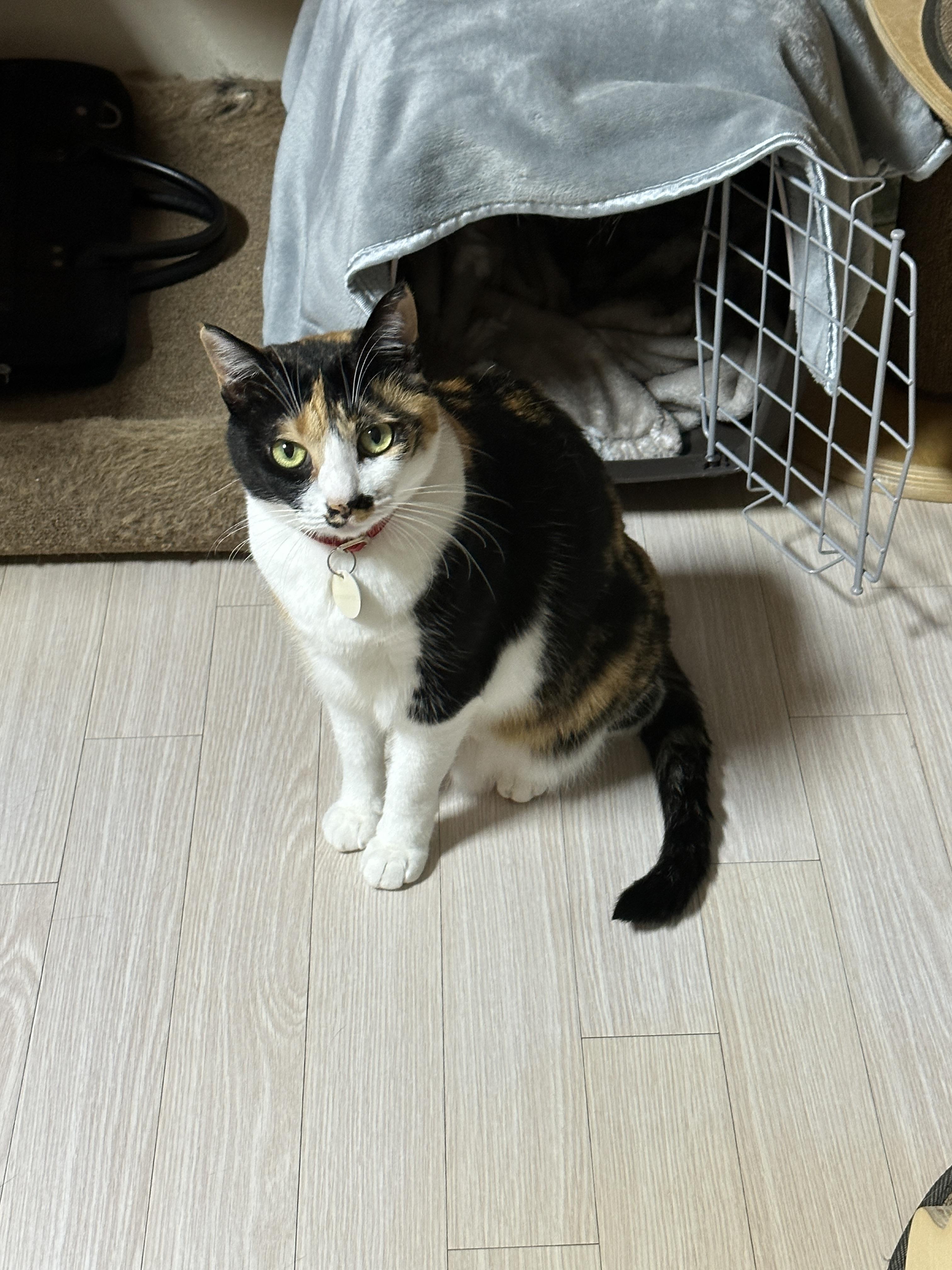 예쁜_삼색이_고양이_다다