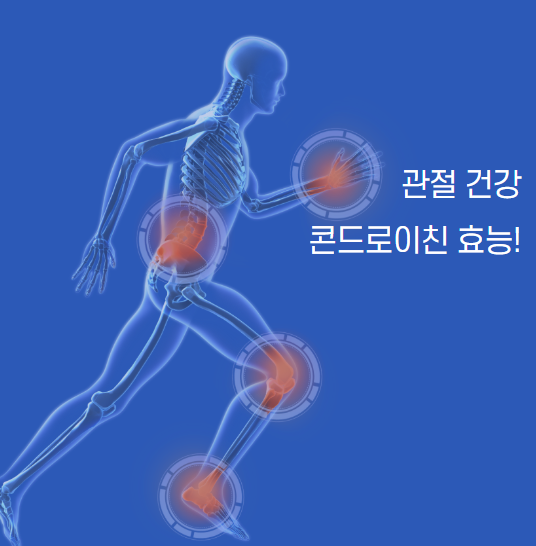 콘드로이친 효능