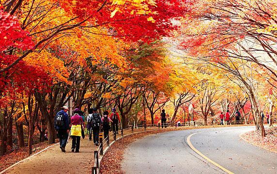 전남 구례 노고단 단풍길