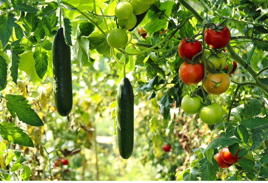 친환경 텃밭 사진